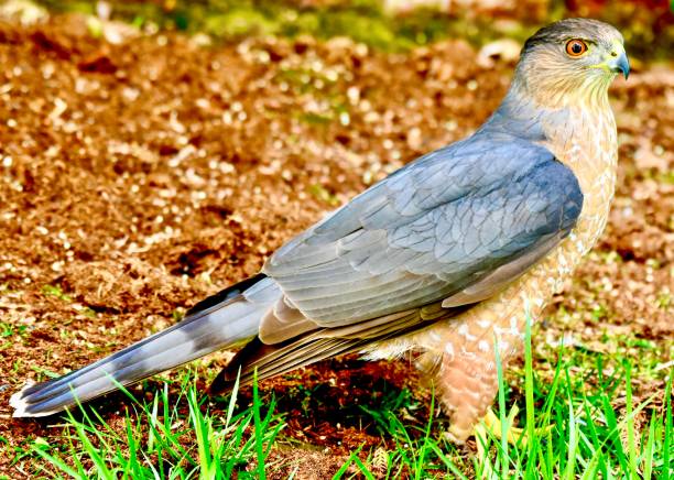 Beautiful intense Coopers Hawk with colorful feathers
