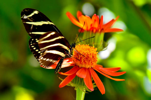 istock Beautiful bright zebra longwing Butterfly eating pollen from flower 2154660462