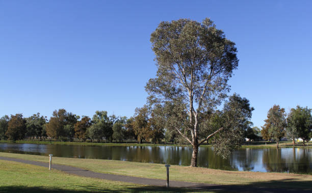 istock Tree next to a lake of water with grass and a pathway under a clear blue sky at Sir Francis Forbes Park in Forbes, New South Wales, Australia 2154660820