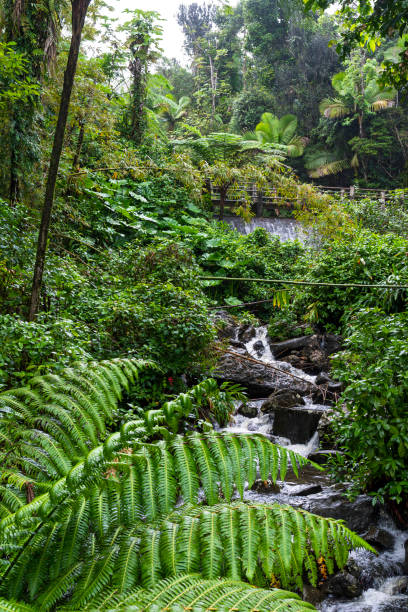 istock below la mina falls in el yunque rainforest 2154660990