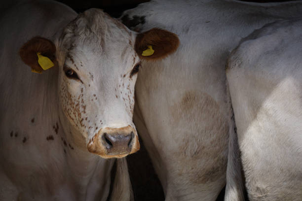 Portrait of cow standing at farm