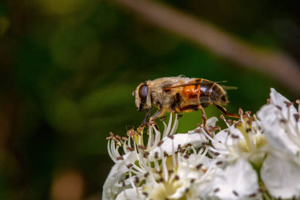 istock syrphid Sucking nectar on flowers 2154661781