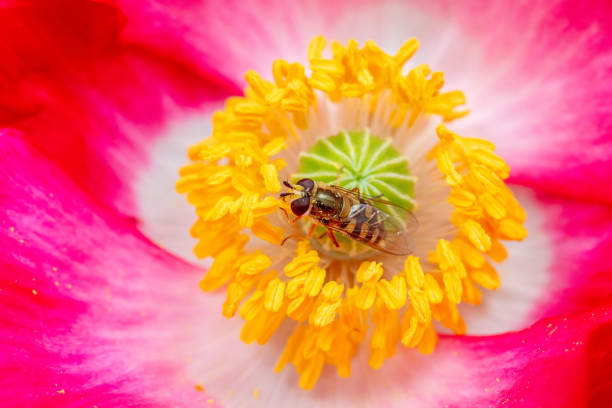 poppy  flower