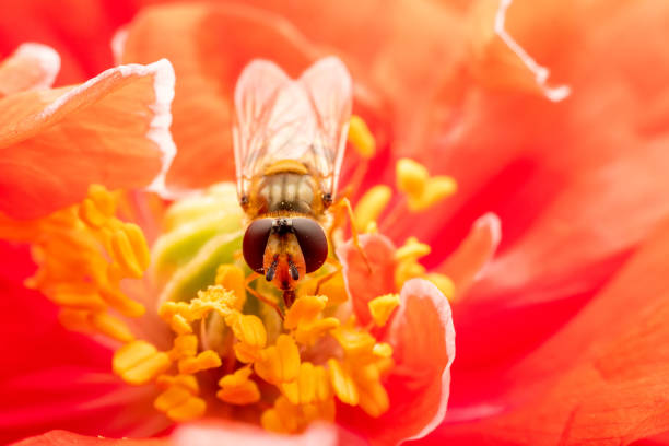 Bee sitting on a Sunflower with blue sky background during summer
