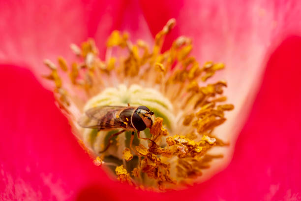 istock syrphid Sucking nectar on flowers 2154663262