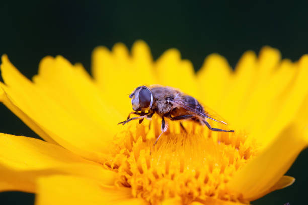 syrphid Sucking nectar on flowers