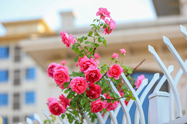 istock Blooming roses in the park, North China 2154663459