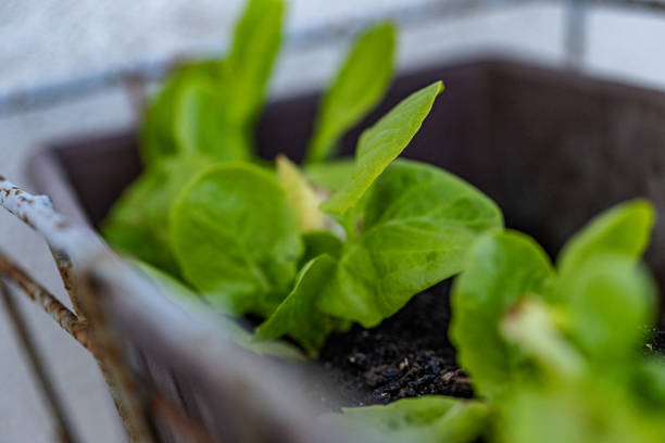 Herb planter, vertical garden for kitchen herbs.