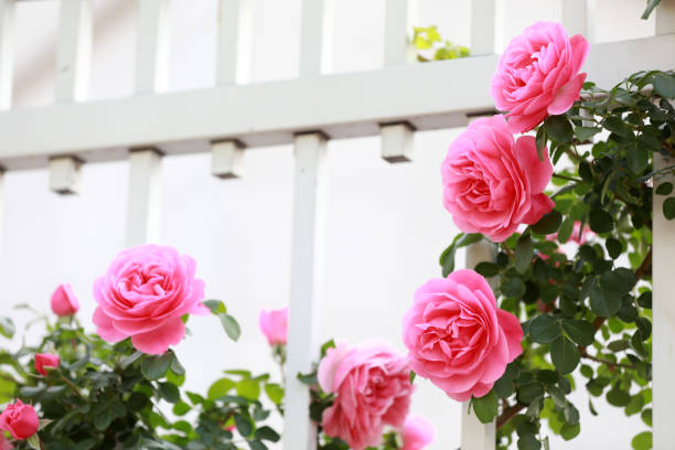 istock Blooming roses in the park, North China 2154663525
