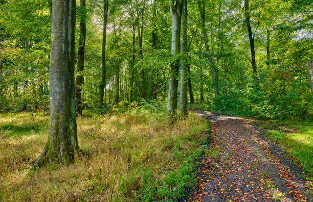 Autumn photos in Denmark