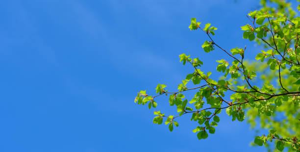 Green leaves. A very sharp and detailed photo made by  a Medium Format camera of the famous saturated Danish forest in springtime