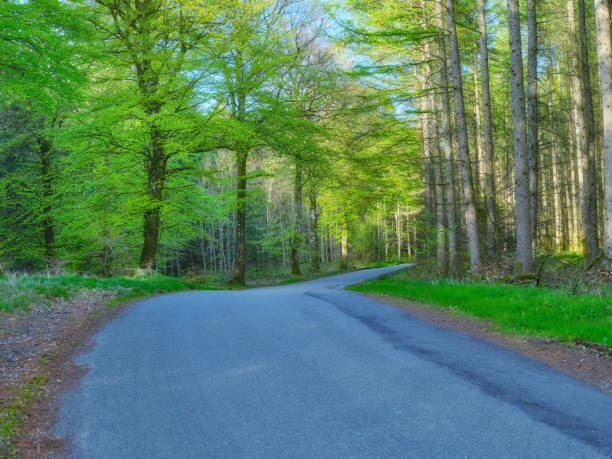 Green leaves. A very sharp and detailed photo made by  a Medium Format camera of the famous saturated Danish forest in springtime
