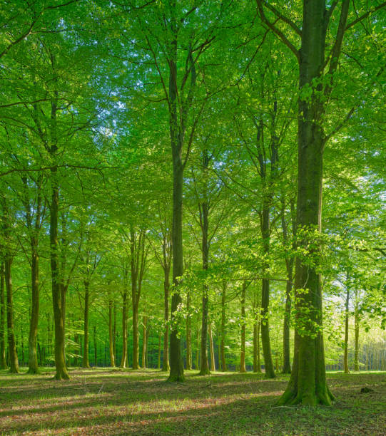 istock Saturated green leaves in early springtime forest 2154663971