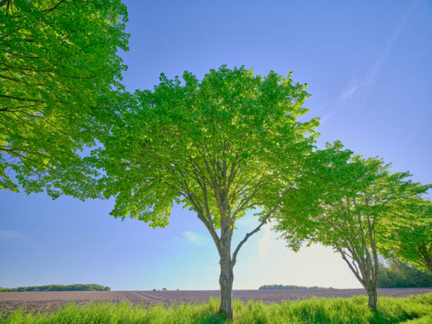 Green leaves. A very sharp and detailed photo made by  a Medium Format camera of the famous saturated Danish forest in springtime