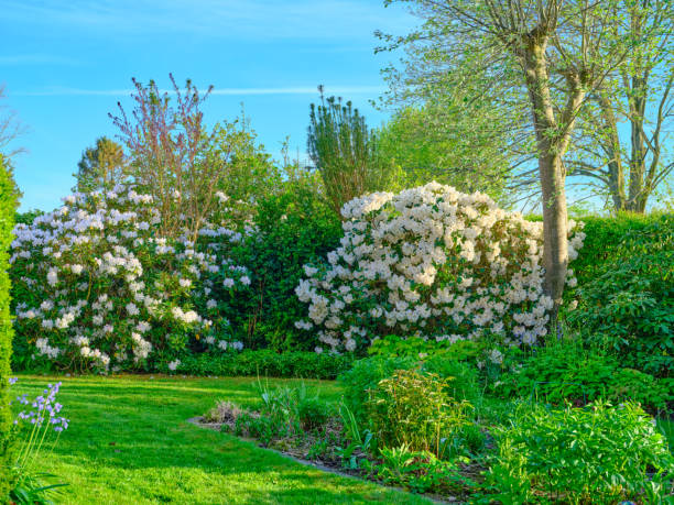 istock Rhododendron in my garden 2154664006