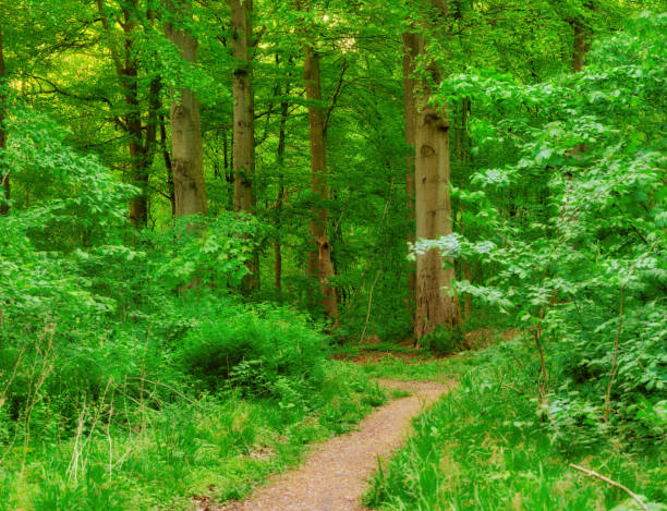 Green leaves. A very sharp and detailed photo made by  a Medium Format camera of the famous saturated Danish forest in springtime