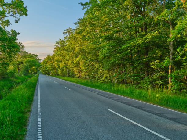 Road though famous saturated Danish forests in springtime