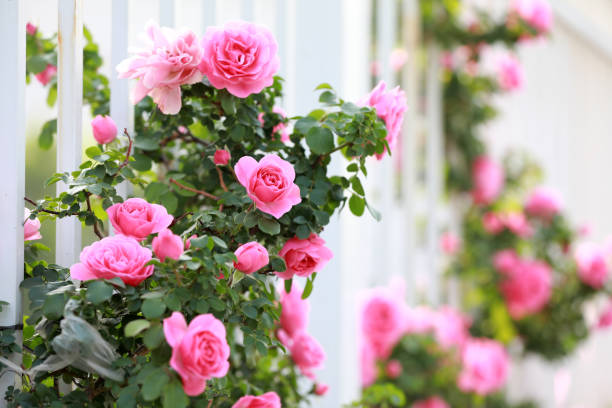 istock Blooming roses in the park, North China 2154664705