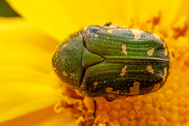 istock Oxycetonia jucunda Faldermann sucks nectar on yellow flowers 2154666202
