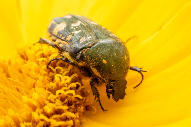 istock Oxycetonia jucunda Faldermann sucks nectar on yellow flowers 2154666207