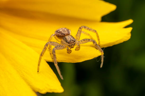 istock crab spider dwelling on yellow flowers waiting for prey 2154666216