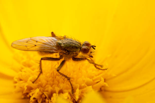 istock Tachinid Sucking nectar on yellow flowers 2154666369