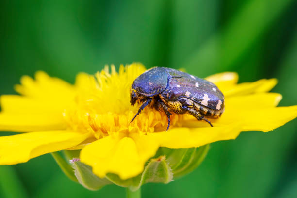 Oxycetonia jucunda Faldermann sucks nectar on yellow flowers
