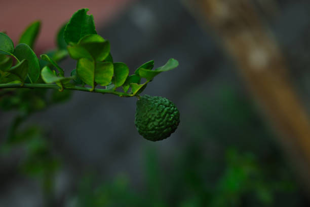 Citrus hystrix is a citrus fruit native to tropical Asia