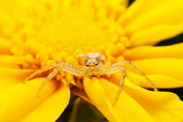 istock crab spider dwelling on yellow flowers waiting for prey 2154669859