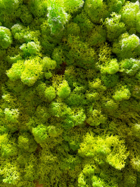 istock stabilized moss and succulents, green wall, natural background 2154670570