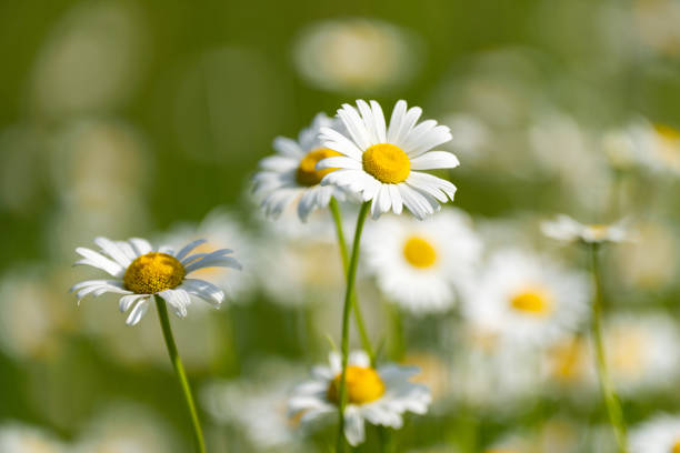 Beautiful daisies blooming in a field of vibrant green grass, capturing the essence of springtime