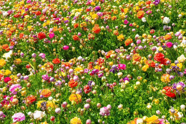 istock Large field of buttercups 2154671529