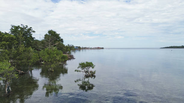istock Mangrove plants on the beach 2154672056