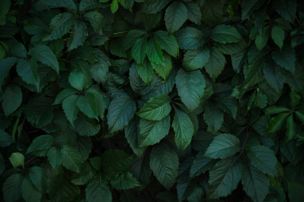 istock Natural background, dense green foliage.Green wall and hedge. 2154673204