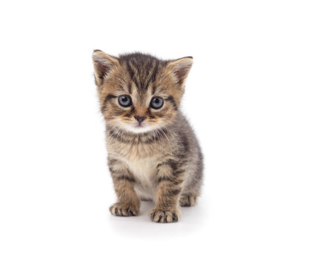 Brown little kitten sitting.