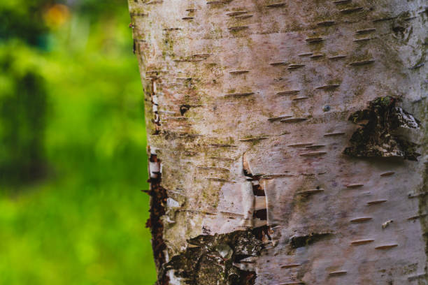 istock Birch close-up as a background. bark as a concept of birch sap. 2154673720