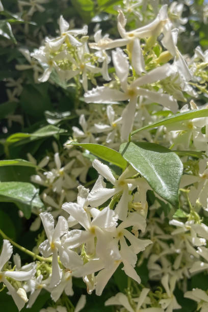 istock Jasmine flowers in full bloom with their visual fragrance. 2154677057