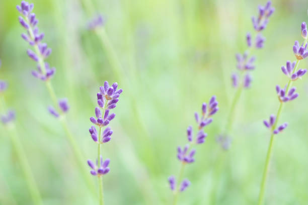 Close up of Lavender glowers