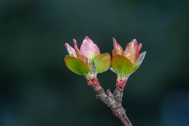 istock Begonia buds in the park, North China 2154678612