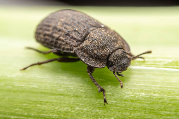 istock A darkling tenebrionid perch on plants in the wild, North China 2154678818