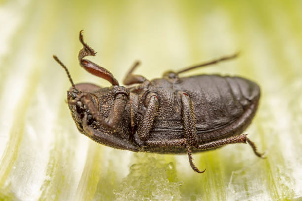 istock A darkling tenebrionid perch on plants in the wild, North China 2154678895