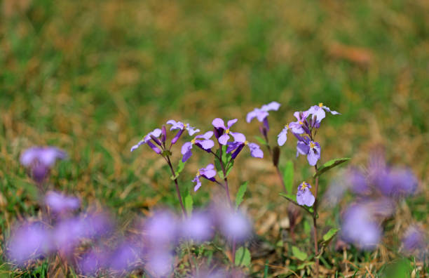 Blooming February orchids in the park, North China