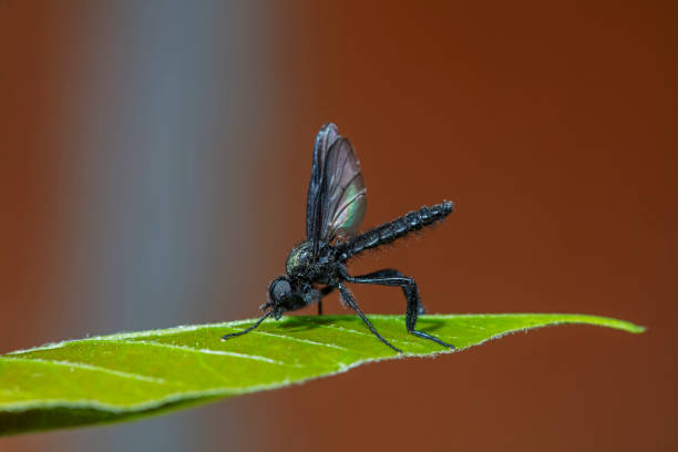 istock Wild insects outdoors, close-up photos, North China 2154680018