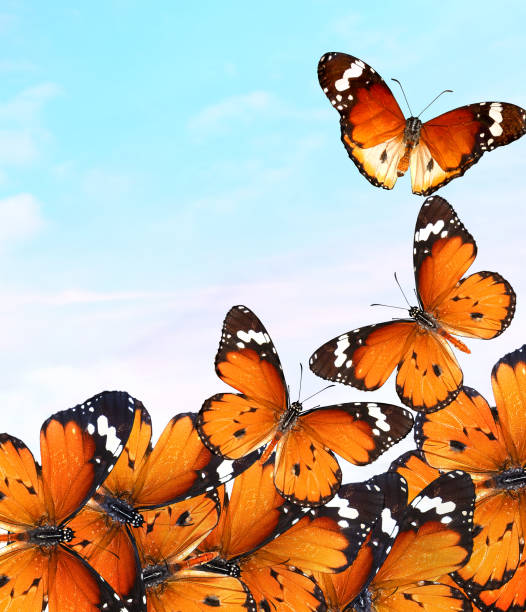 istock Butterflies of Plain tiger or African monarch 2154680203