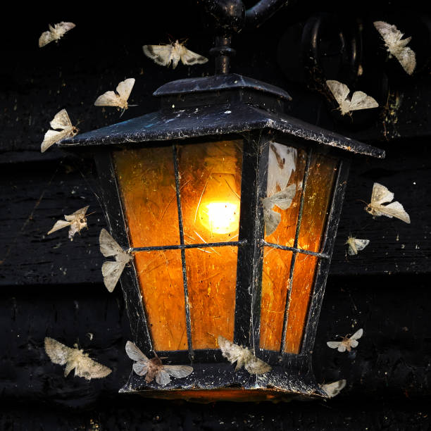 Vintage street light and moths flying around