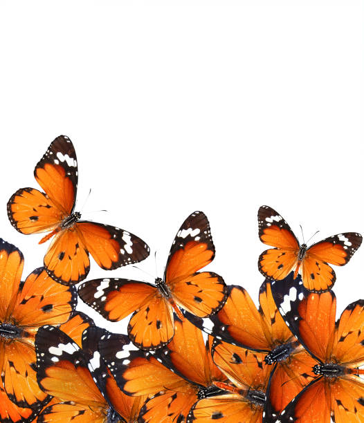 Butterflies of Danaus chrysippus (Plain tiger or African monarch)