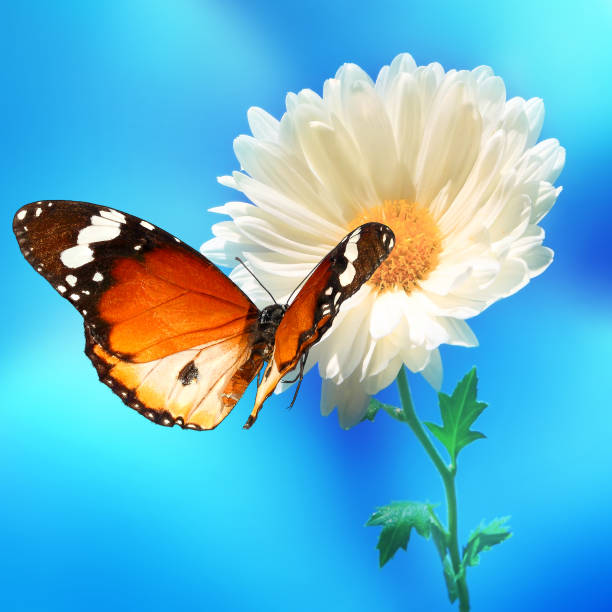 Beautiful flower and butterfly, Danaus chrysippus (Plain tiger or African monarch)