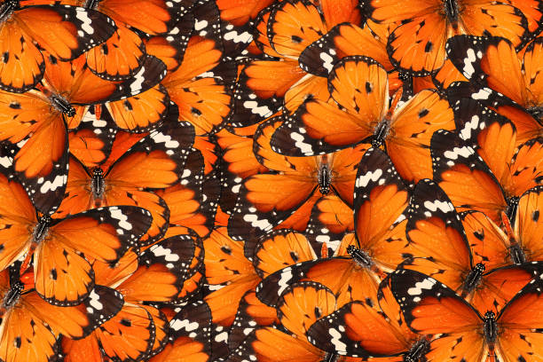istock Butterflies of Plain tiger or African monarch 2154680224