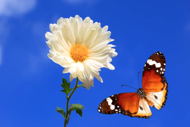 The butterfly sits on a camomile flower. while sucking honey from the flower princess. Macro.