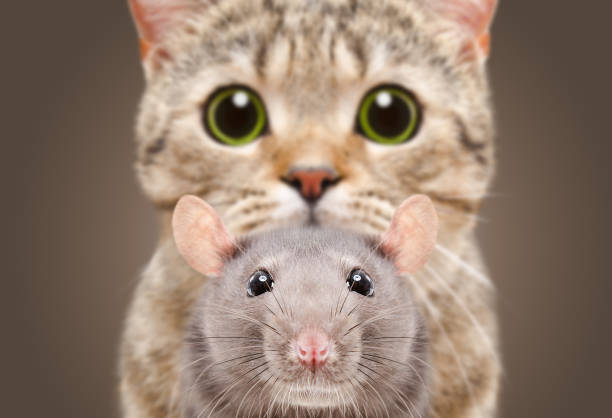 Cat Scottish Straight hunts on rat, closeup on brown background